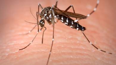 nea-kroysmata-toy-ioy-toy-dytikoy-neiloy-se-rethymno-kai-achaia-0