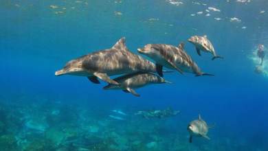 ston-eisaggelea-to-attiko-zoologiko-parko-gia-tis-parastaseis-me-delfinia-0