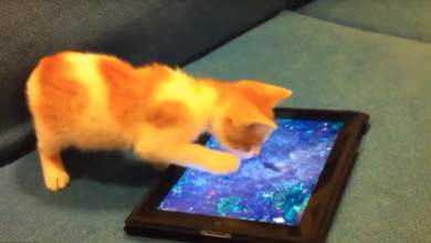 otan-ta-katoikidia-paizoyn-me-ta-ipads-vinteo-0