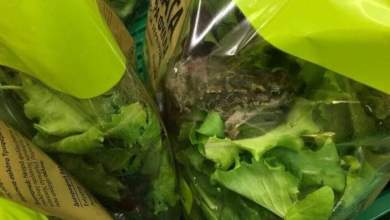 ekpoizo-gia-vatracho-sti-salata-toy-av-vasilopoylos-den-sevastike-ton-katanaloti-0