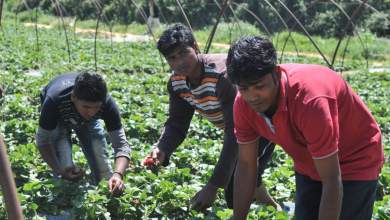 adeia-diamonis-lamvanoyn-oi-metanastes-ergates-gis-0