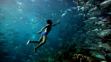 mpatzaoy-oi-metallagmenoi-nomades-tis-thalassas-0