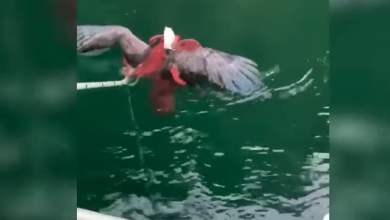 chtapodi-arpaxe-kai-prospathise-na-pnixei-aeto-vinteo-0