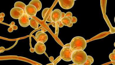 eody-ayti-ti-stigmi-den-echoyme-kapoia-energi-syrroi-apo-candida-auris-0