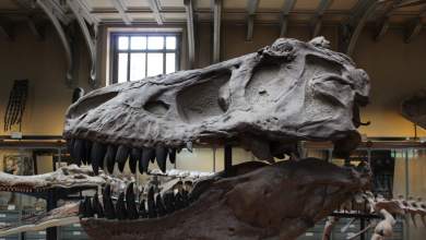 mporei-to-jurassic-park-na-ginei-pragmatikotita-0