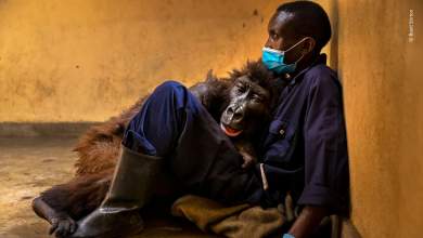 wildlife-photographer-of-the-year-entyposiakes-eikones-apo-ta-vraveia-toy-2022-0