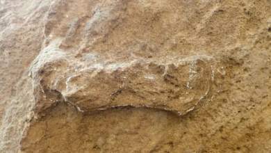 notia-afriki-anakalyfthike-to-archaiotero-apotypoma-podioy-homo-sapiens-0